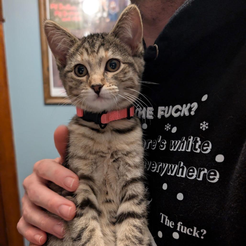 Enlarge Lovelace C3853, a Adoptable mixed breed in Princeton, MN image 4/6