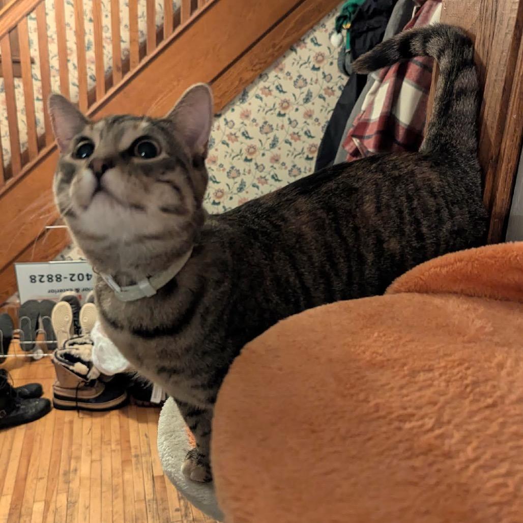 Enlarge Lovelace C3853, a Adoptable mixed breed in Princeton, MN image 5/6