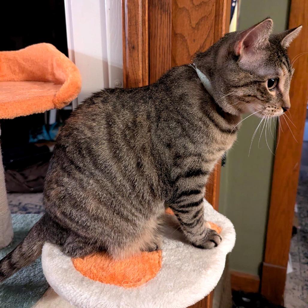 Enlarge Lovelace C3853, a Adoptable mixed breed in Princeton, MN image 6/6