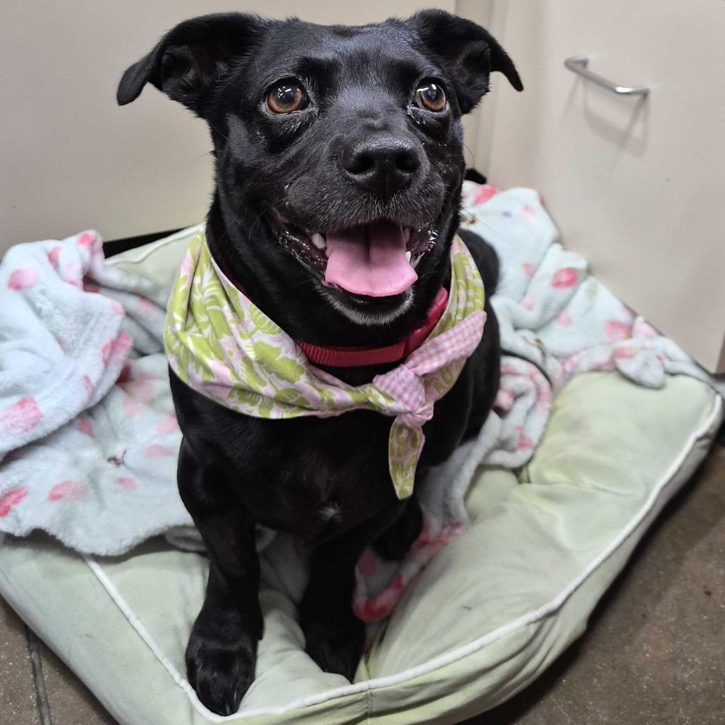 Enlarge Penelope, a Adoptable Chihuahua in Riverside, CA image 1/6