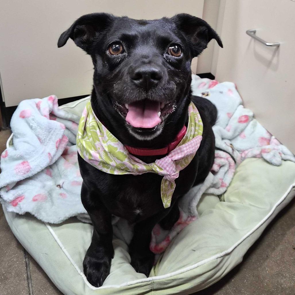 Enlarge Penelope, a Adoptable Chihuahua in Riverside, CA image 2/6