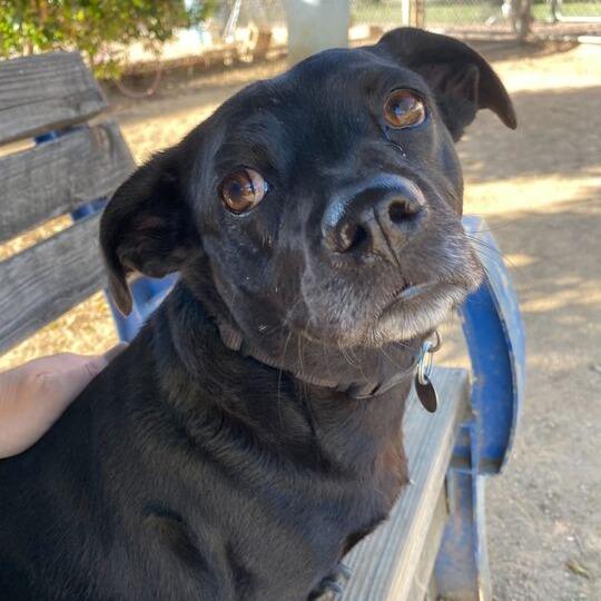 Enlarge Penelope, a Adoptable Chihuahua in Riverside, CA image 3/6
