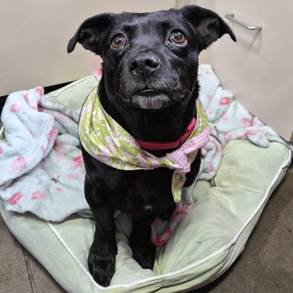 Enlarge Penelope, a Adoptable Chihuahua in Riverside, CA image 4/6