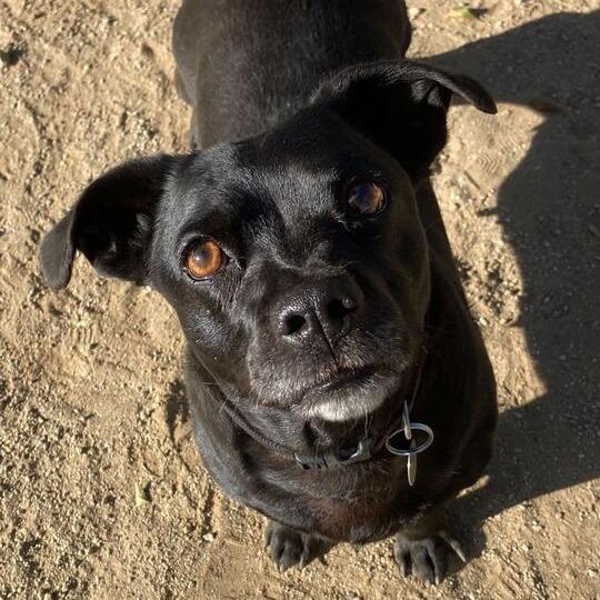 Enlarge Penelope, a Adoptable Chihuahua in Riverside, CA image 5/6