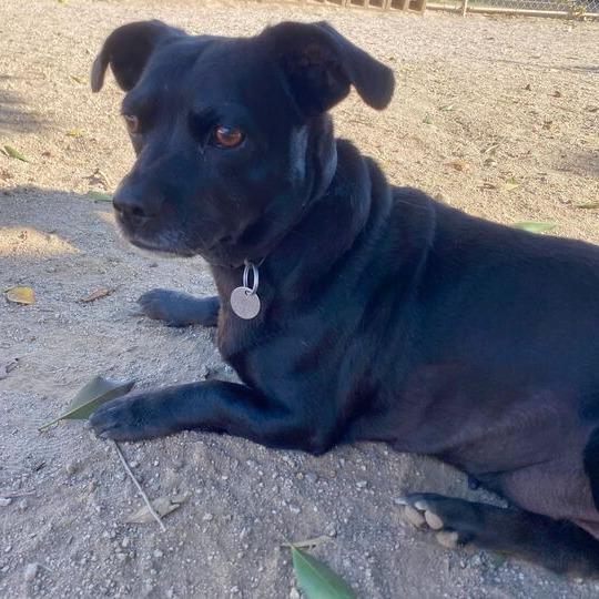 Enlarge Penelope, a Adoptable Chihuahua in Riverside, CA image 6/6