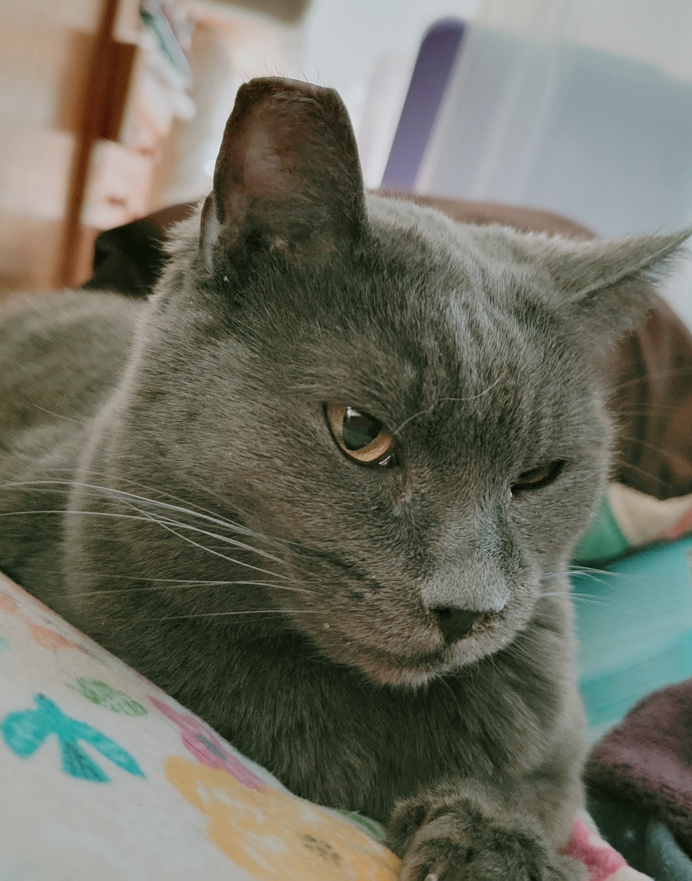 Enlarge Chelsea, a Adoptable Domestic Short Hair in Albany, OR image 1/3