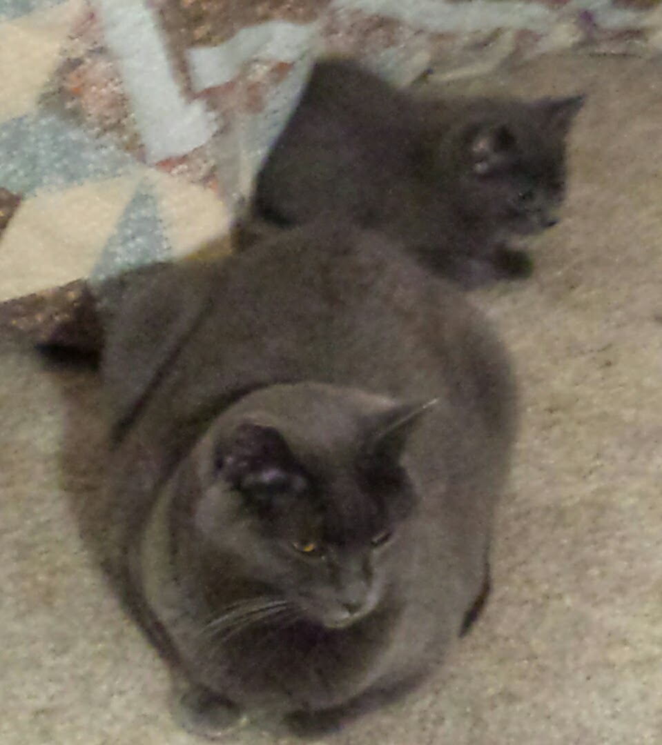 Enlarge Chelsea, a Adoptable Domestic Short Hair in Albany, OR image 2/3