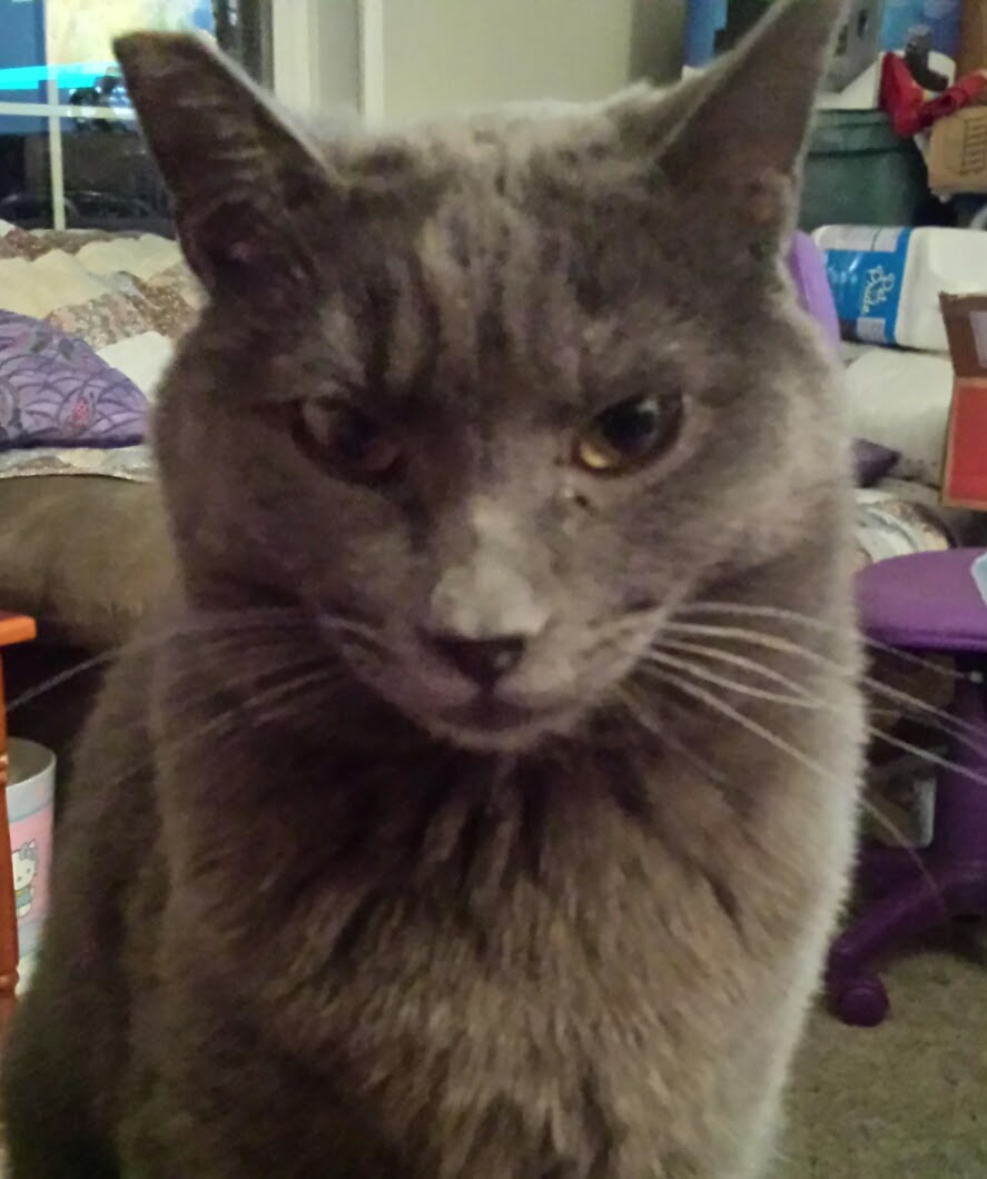 Enlarge Chelsea, a Adoptable Domestic Short Hair in Albany, OR image 3/3