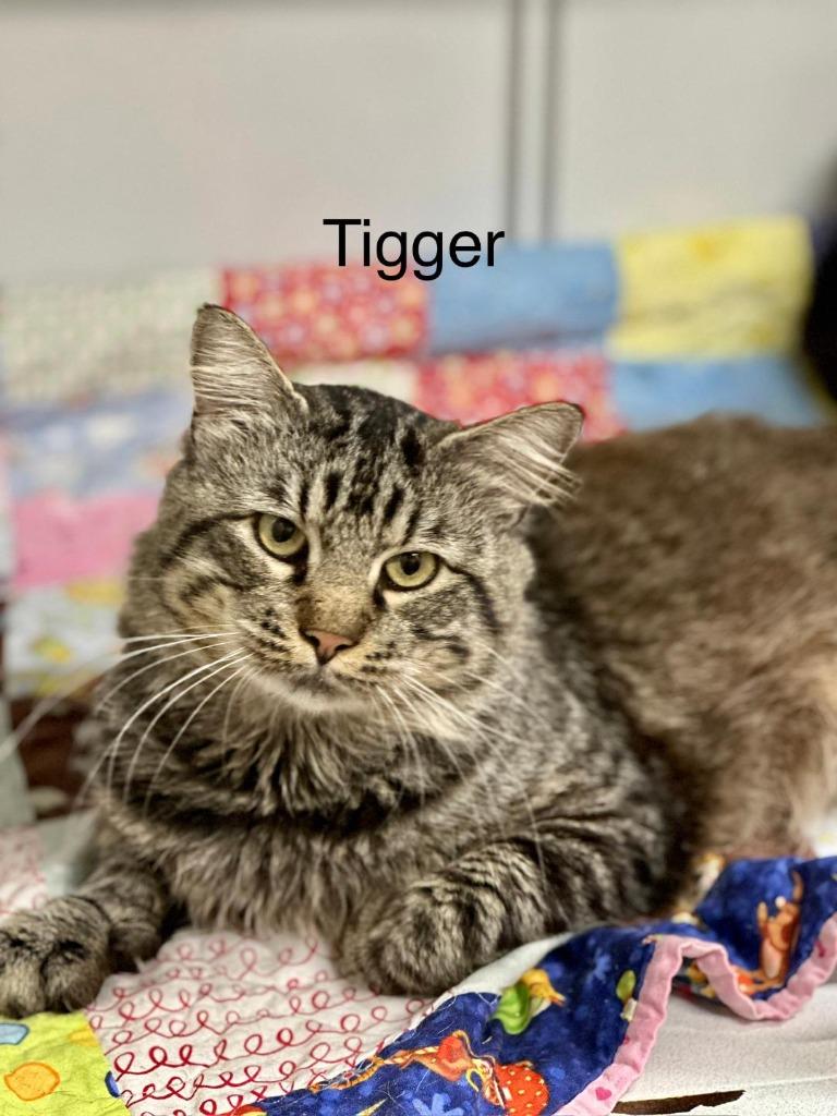 Tigger, Adoptable, Adult Male Domestic Medium Hair.