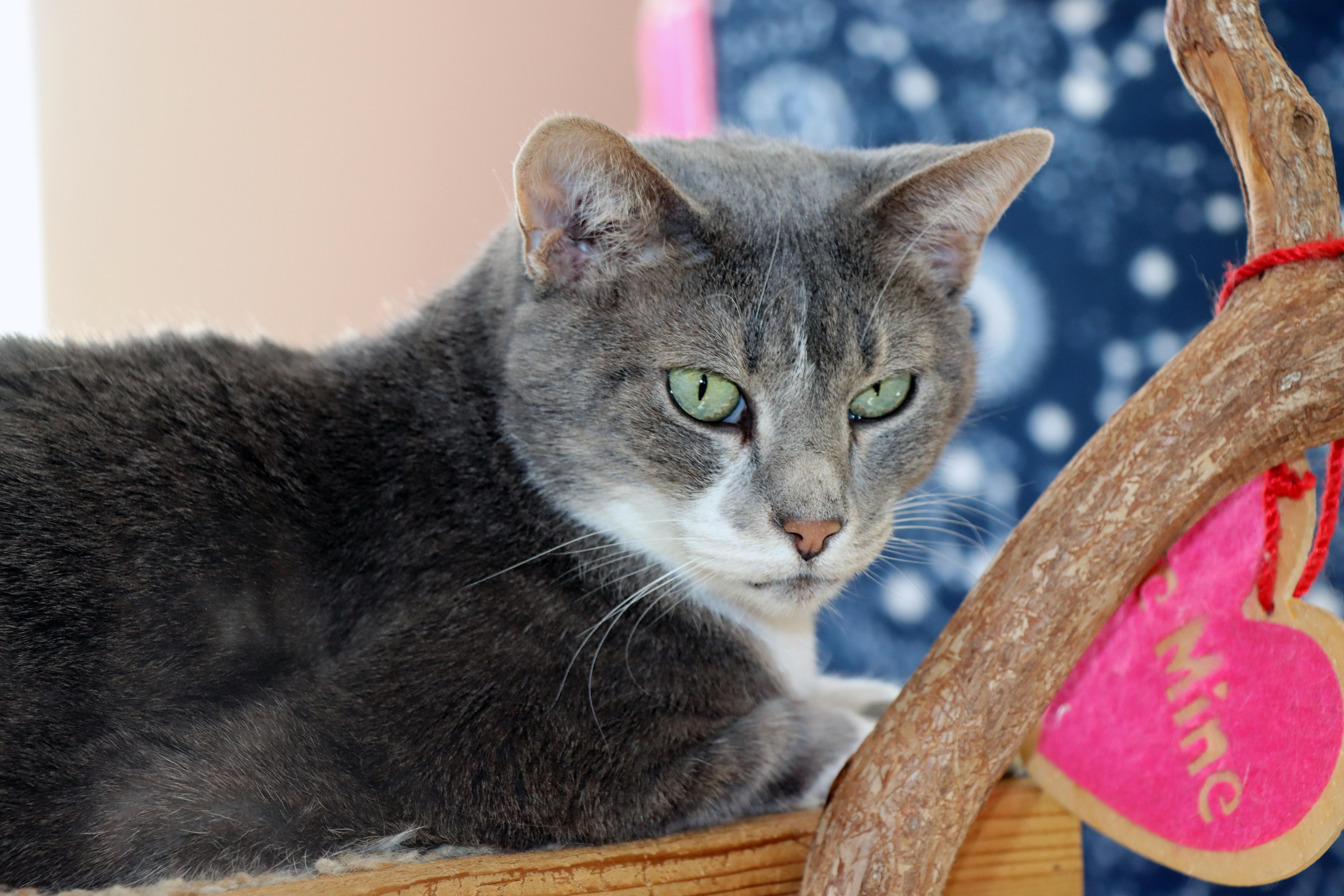 Tigers — thumbnail 2