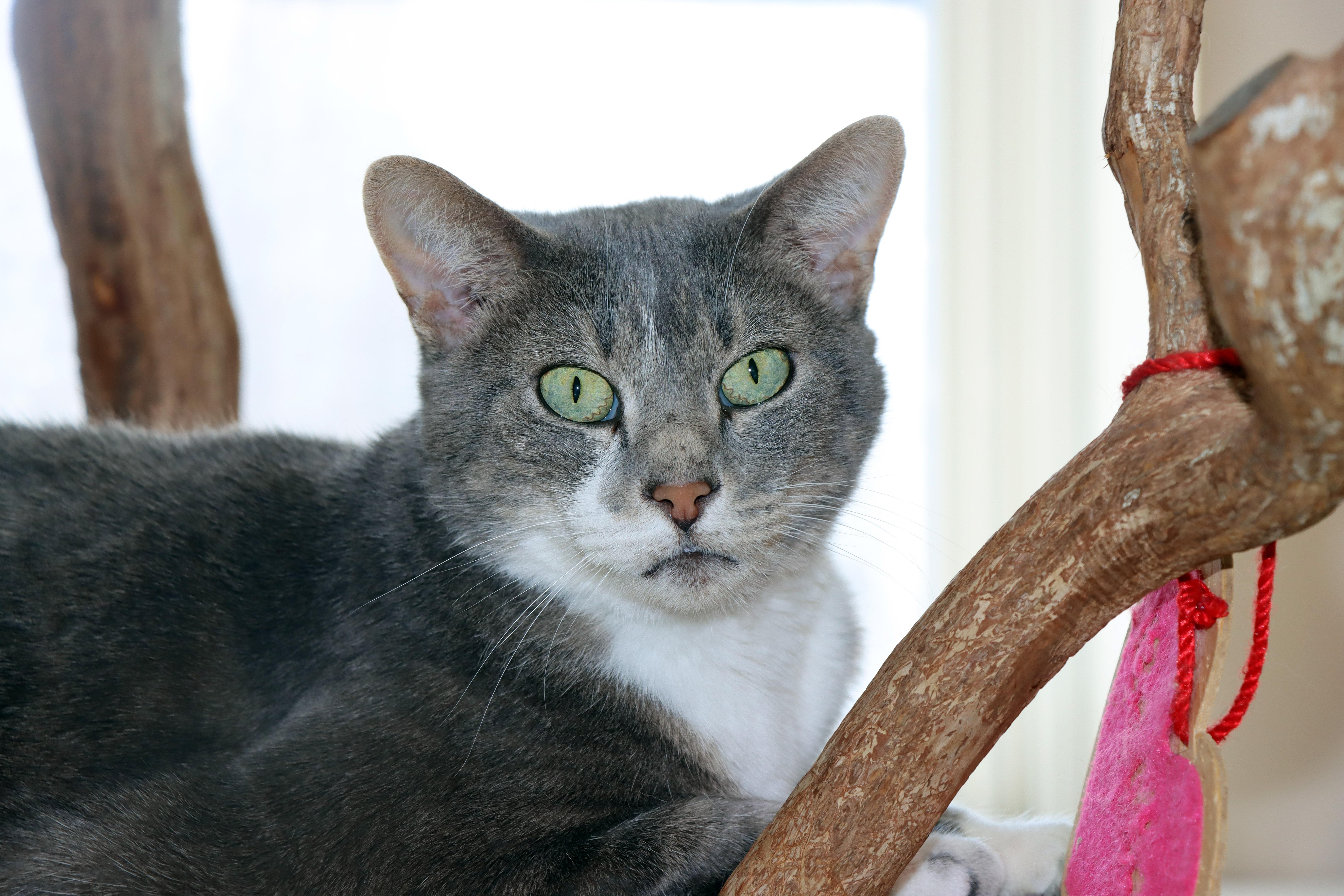 Tigers — thumbnail 3