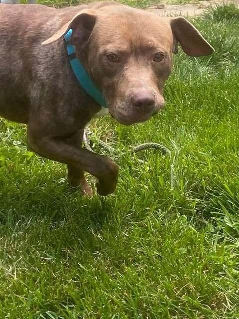 Copper, Adoptable, Young Male Pit Bull Terrier & Mixed Breed.