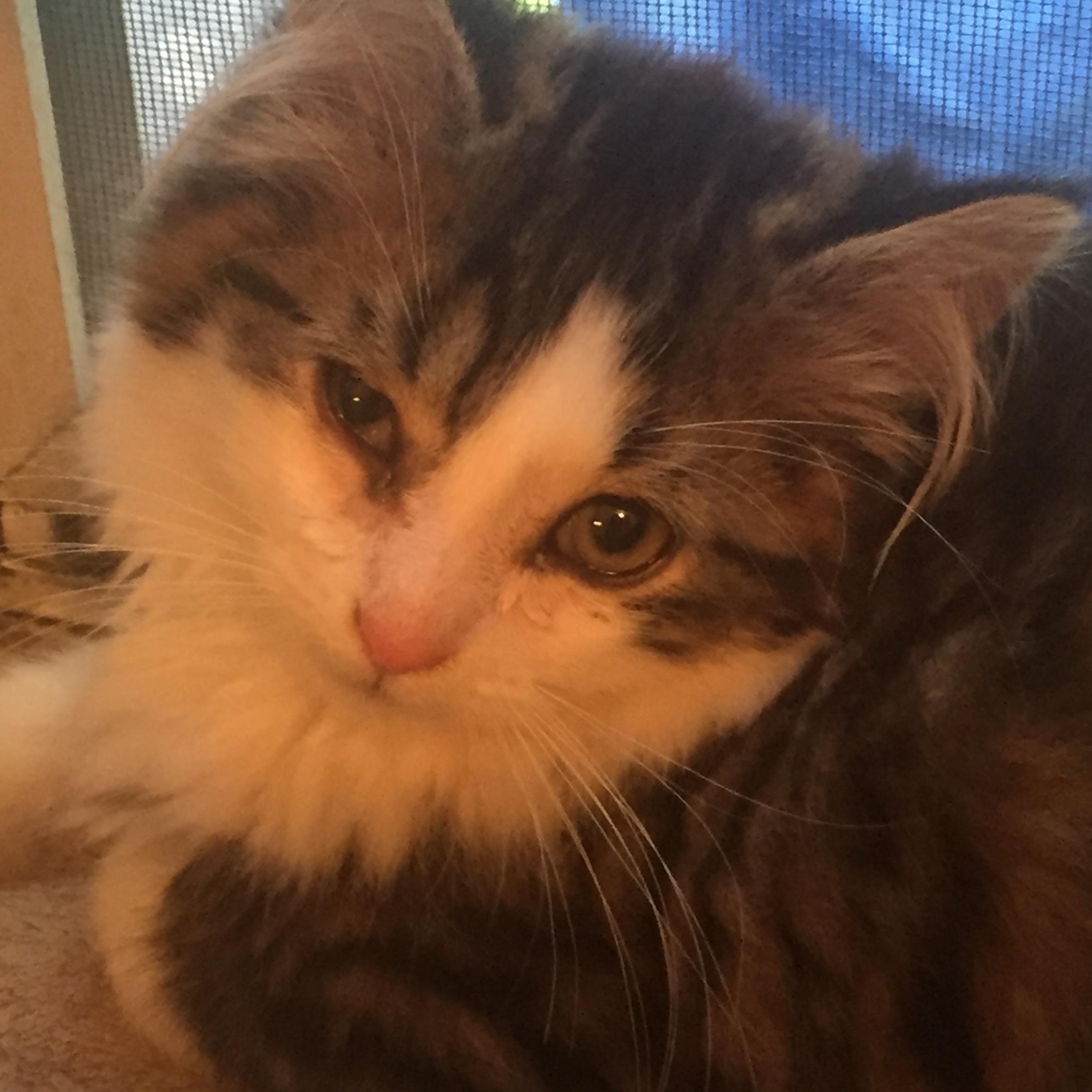 Bella, Baby Female Domestic Long Hair