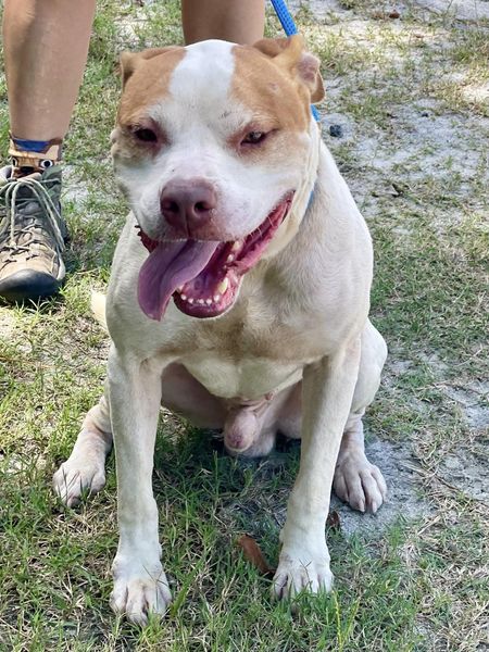 Luffy ID#24269D