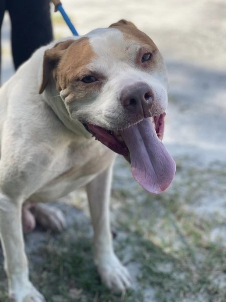 Luffy ID#24269D photo 3