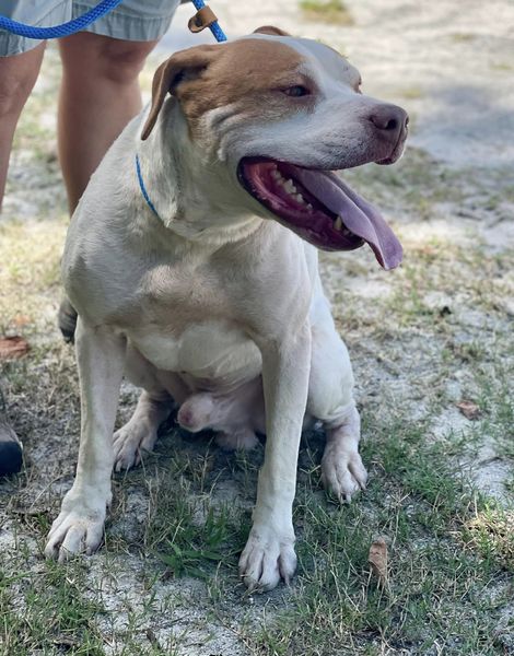 Luffy ID#24269D photo 4