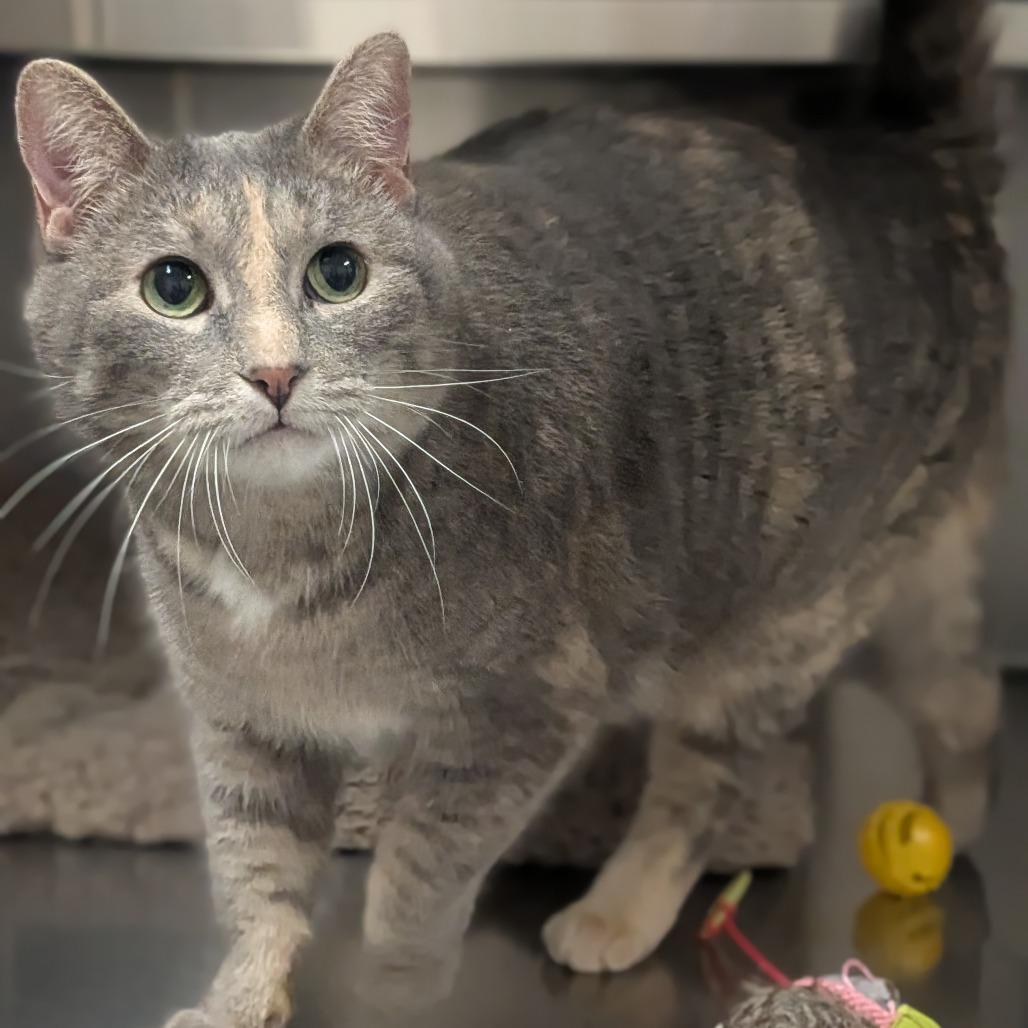 Pepper, Adoptable, Adult Female Domestic Short Hair.