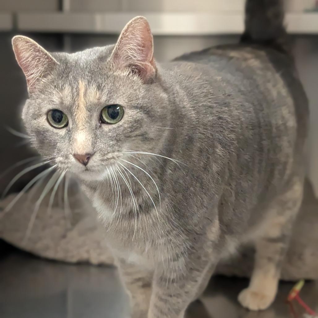 Enlarge Pepper, a Adoptable Domestic Short Hair in Prairie du Chien, WI image 2/2