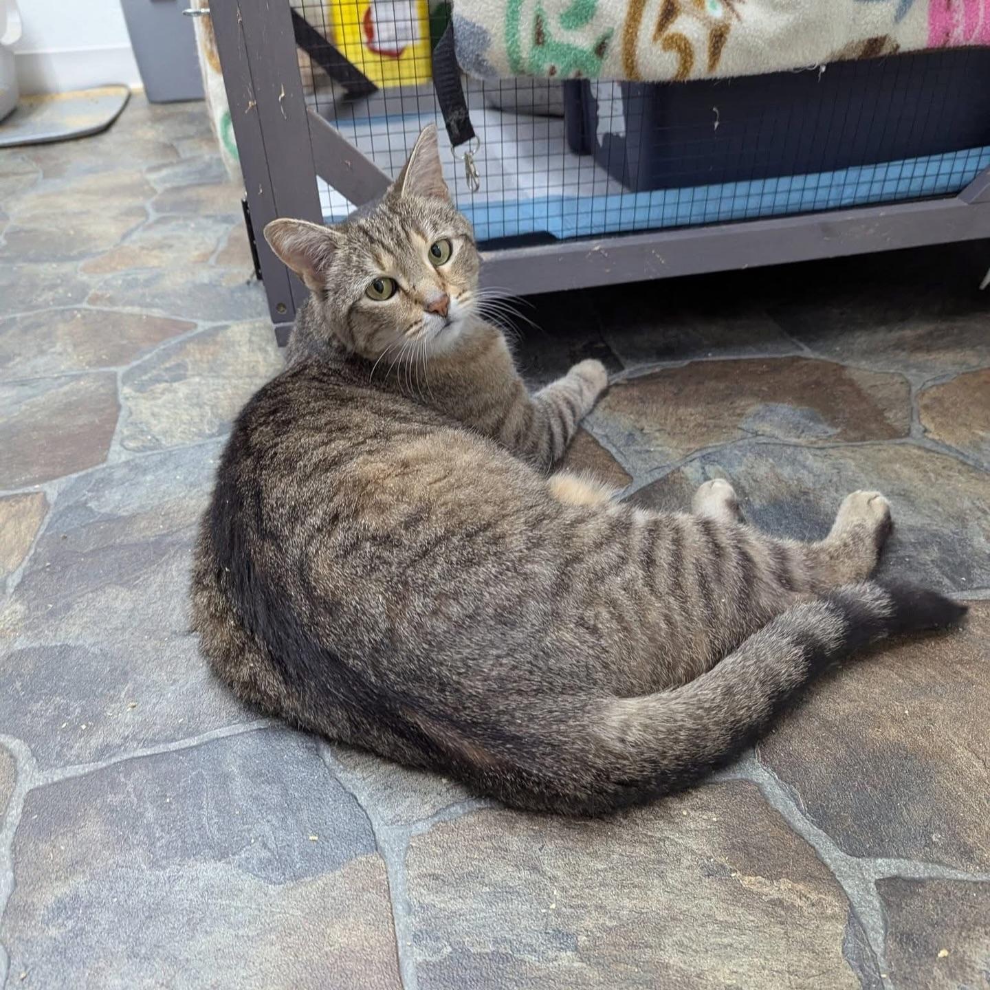 Enlarge Biscuit, a ADOPTABLE Domestic Short Hair in McDonald, PA image 4/4