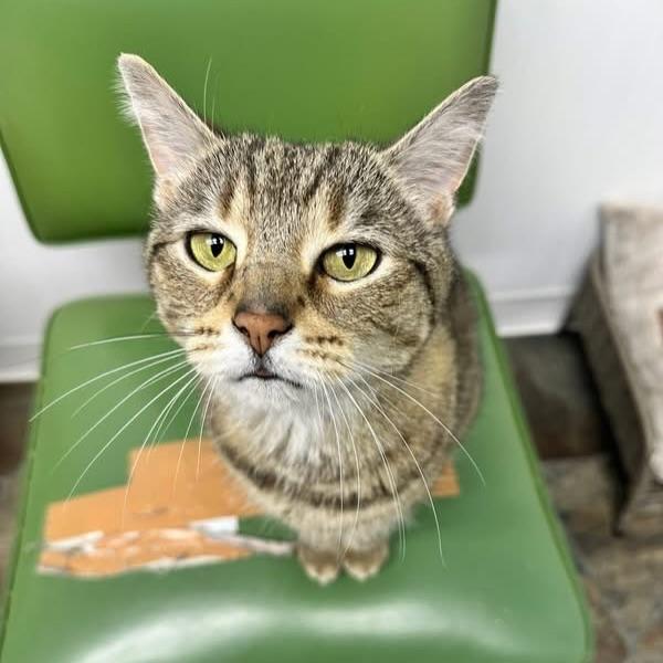 Enlarge Biscuit, a ADOPTABLE Domestic Short Hair in McDonald, PA image 2/4