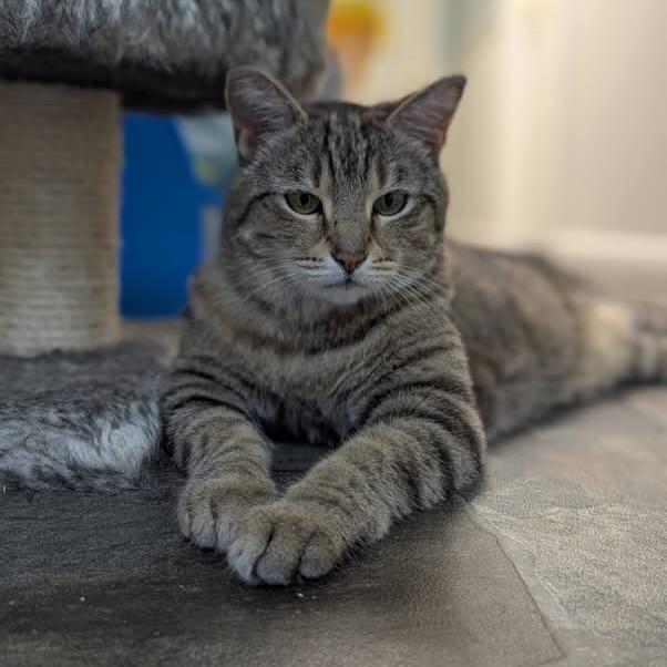 Enlarge Biscuit, a ADOPTABLE Domestic Short Hair in McDonald, PA image 1/4