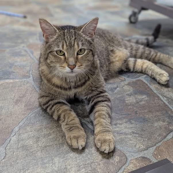 Enlarge Biscuit, a ADOPTABLE Domestic Short Hair in McDonald, PA image 3/4