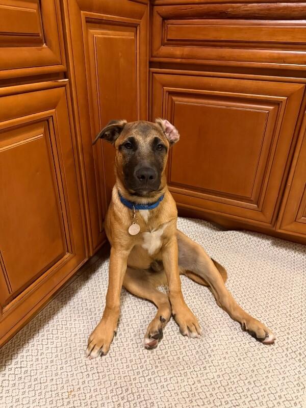 Hershey, Adoptable, Young Male Belgian Shepherd / Malinois.
