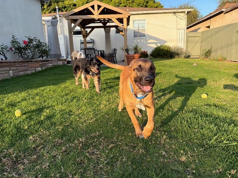 Enlarge Hershey, a Adoptable Belgian Shepherd / Malinois in Manhattan Beach, CA image 2/6