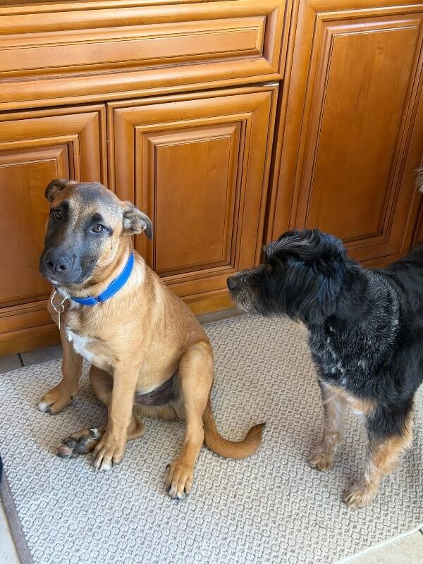 Enlarge Hershey, a Adoptable Belgian Shepherd / Malinois in Manhattan Beach, CA image 3/6