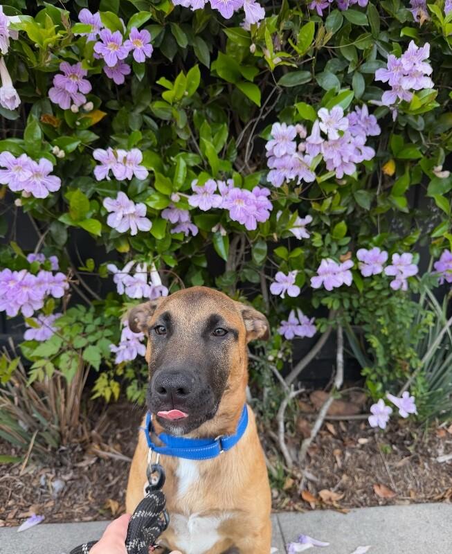 Enlarge Hershey, a Adoptable Belgian Shepherd / Malinois in Manhattan Beach, CA image 4/6