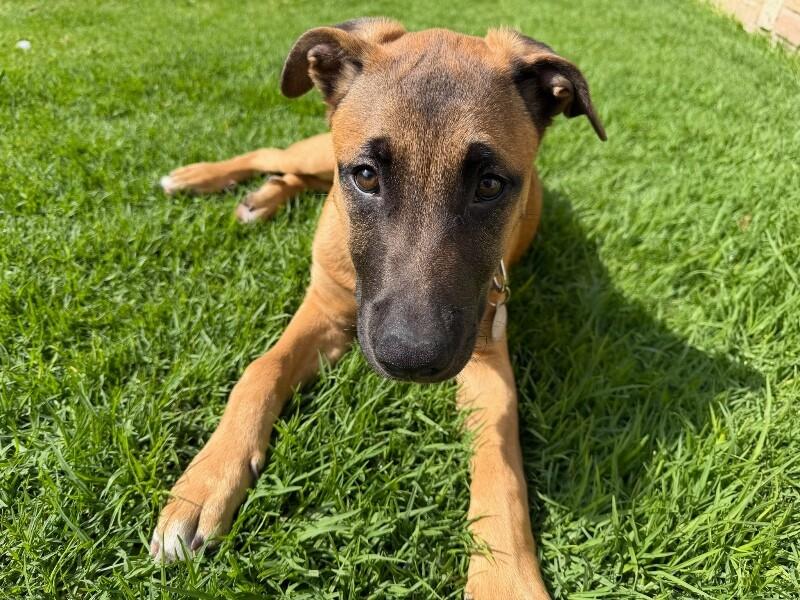 Enlarge Hershey, a Adoptable Belgian Shepherd / Malinois in Manhattan Beach, CA image 5/6