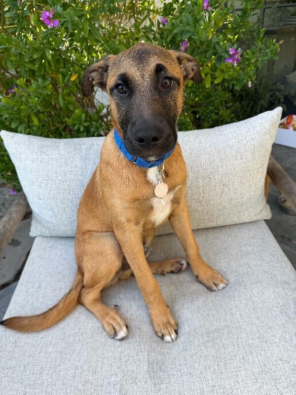 Enlarge Hershey, a Adoptable Belgian Shepherd / Malinois in Manhattan Beach, CA image 6/6