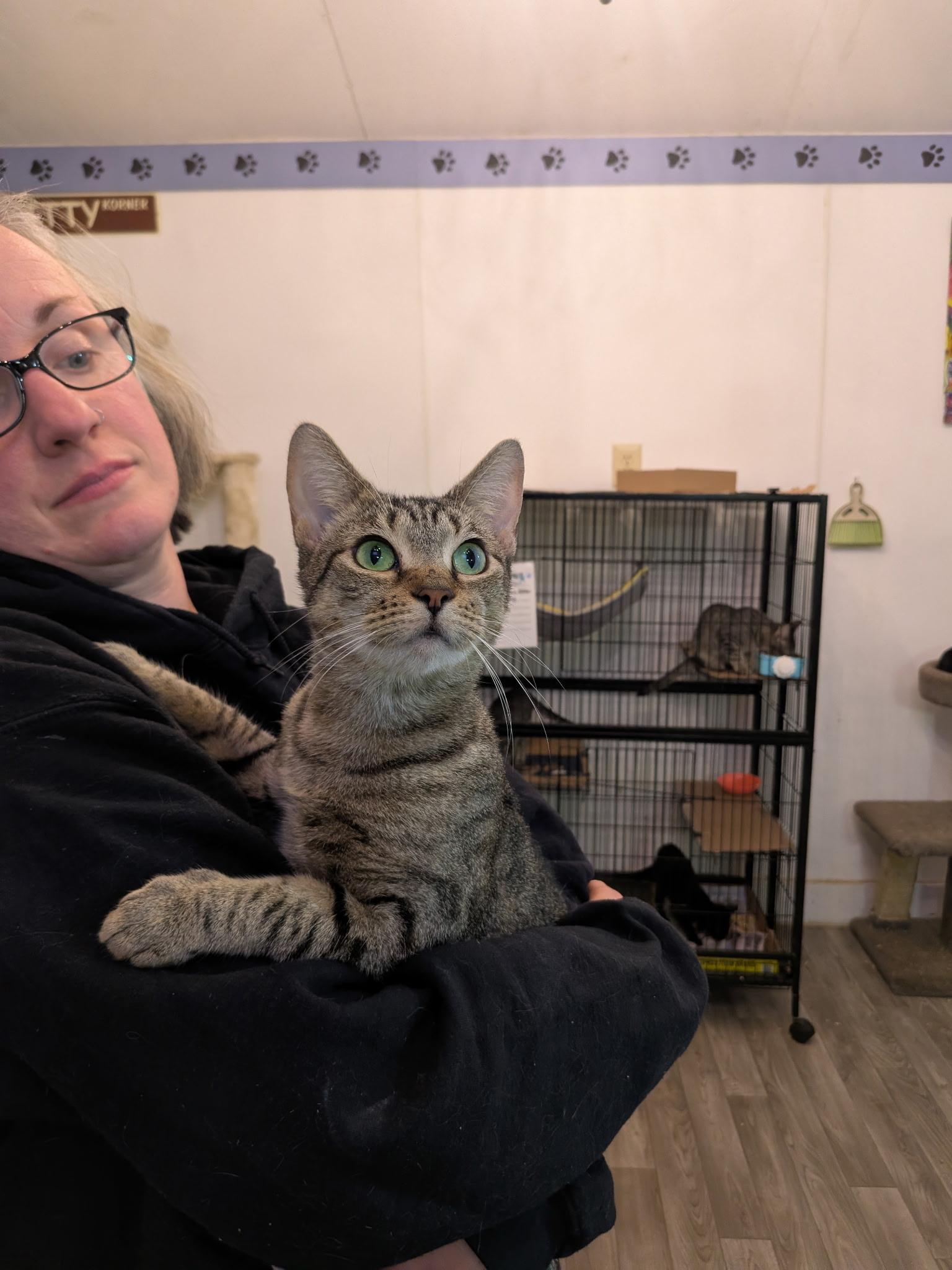 Lemon, ADOPTABLE, Adult Female Domestic Short Hair.