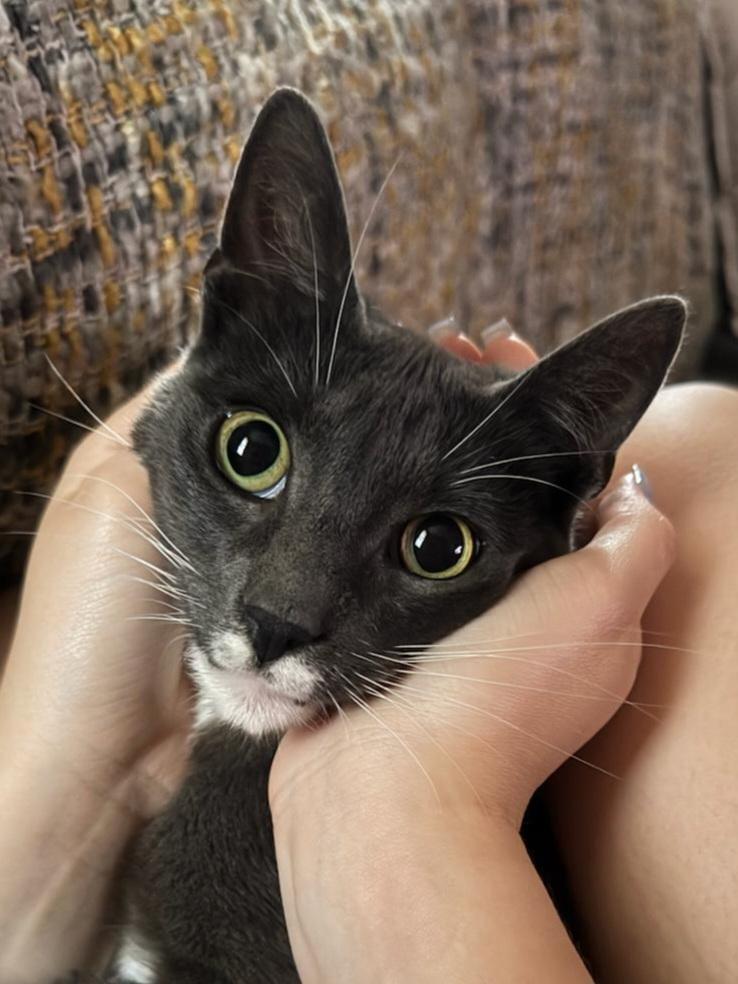 Meet Bubbles-The Biscuit Making Lovebug, Baby Male Tuxedo