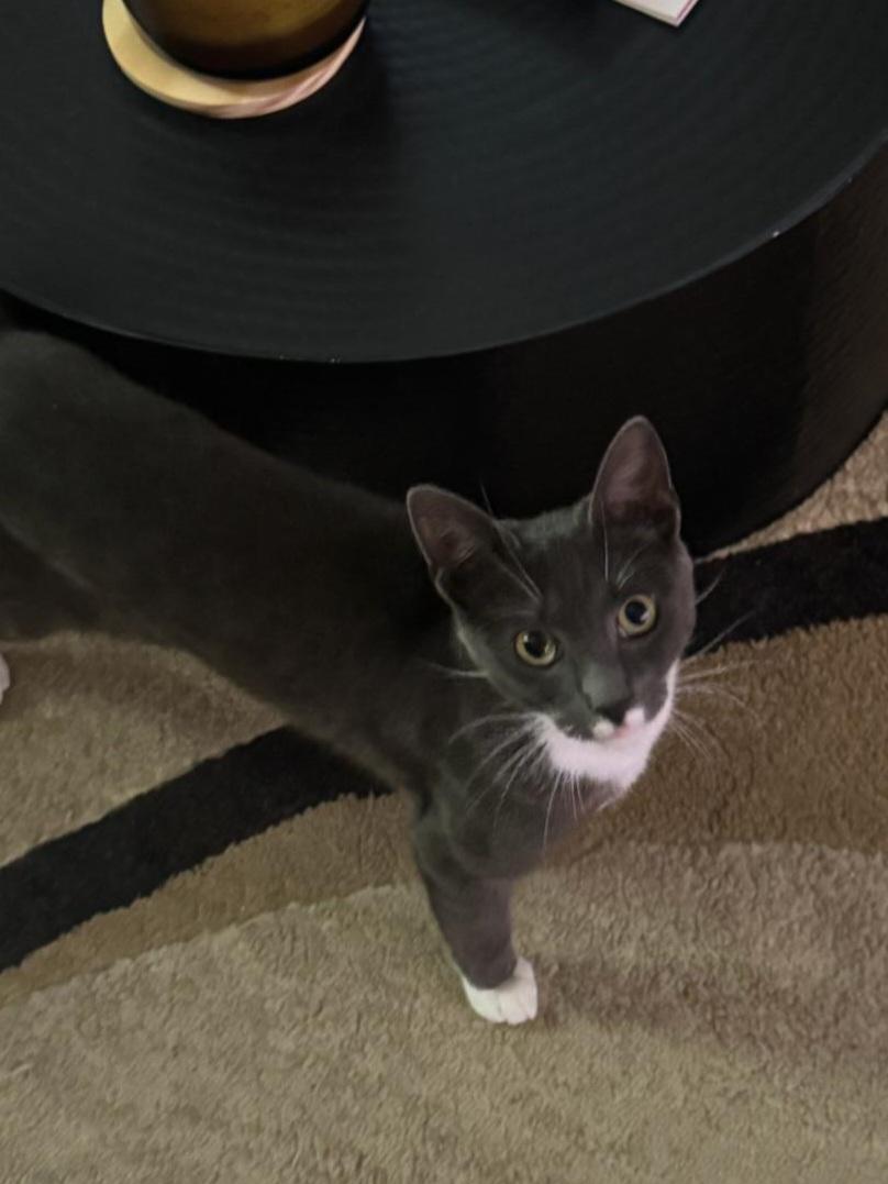 Enlarge Meet Bubbles-The Biscuit Making Lovebug, a Adopted Tuxedo in North Bergen, NJ image 4/6