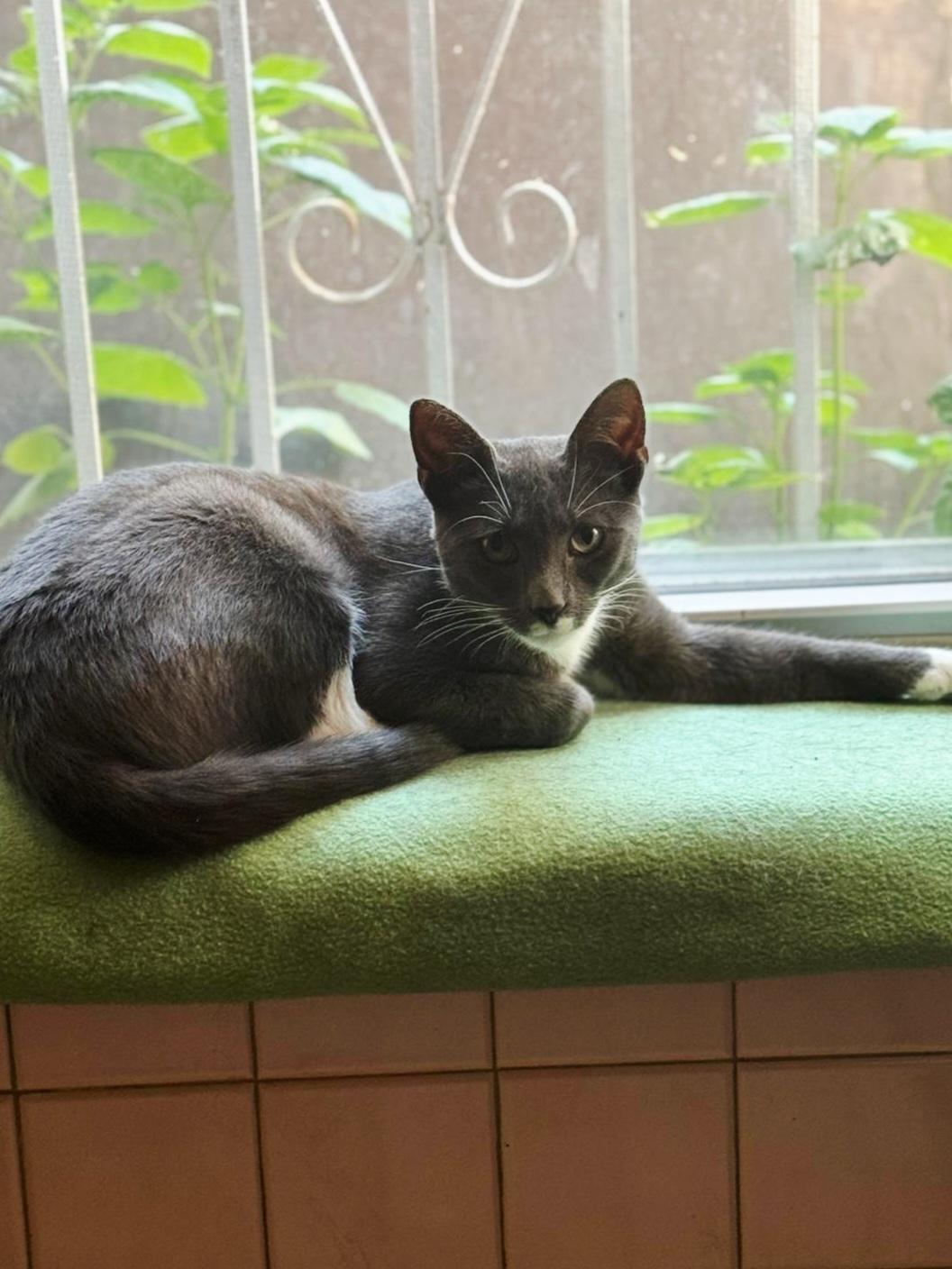 Enlarge Meet Bubbles-The Biscuit Making Lovebug, a Adopted Tuxedo in North Bergen, NJ image 5/6