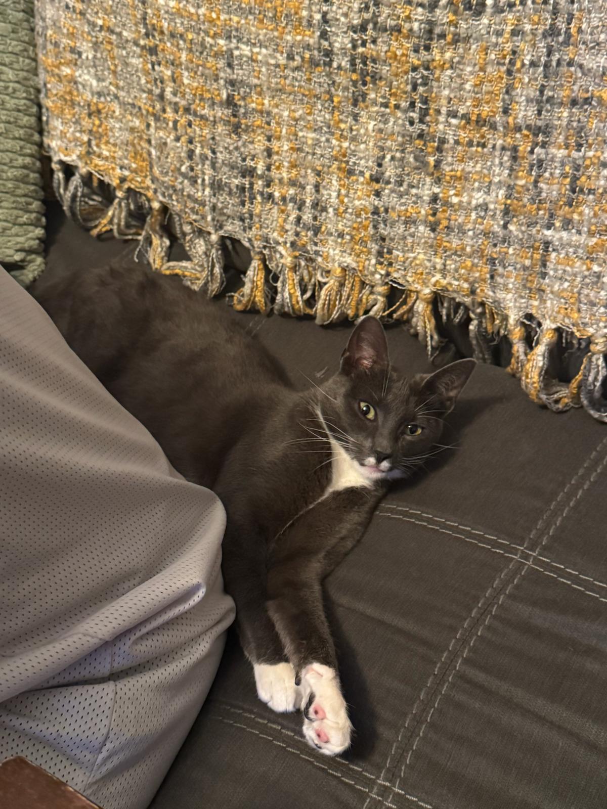 Enlarge Meet Bubbles-The Biscuit Making Lovebug, a Adopted Tuxedo in North Bergen, NJ image 6/6