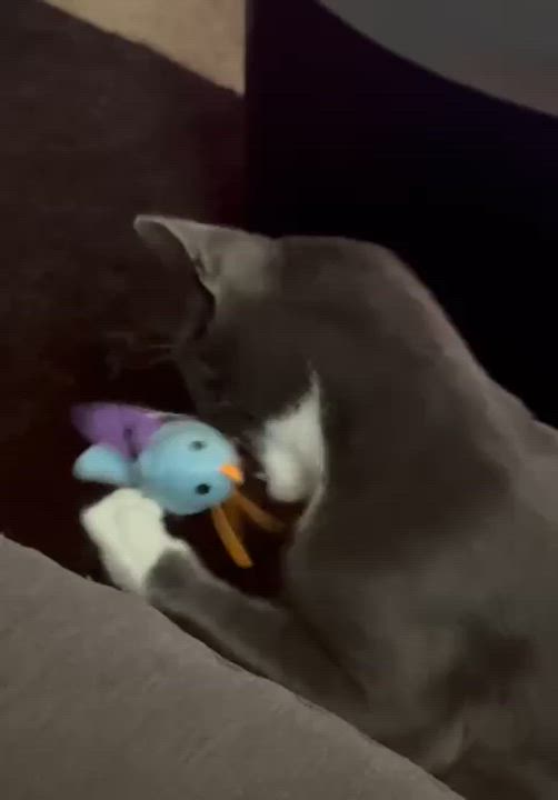 Enlarge Meet Bubbles-The Biscuit Making Lovebug, a Adopted Tuxedo in North Bergen, NJ video 2/6