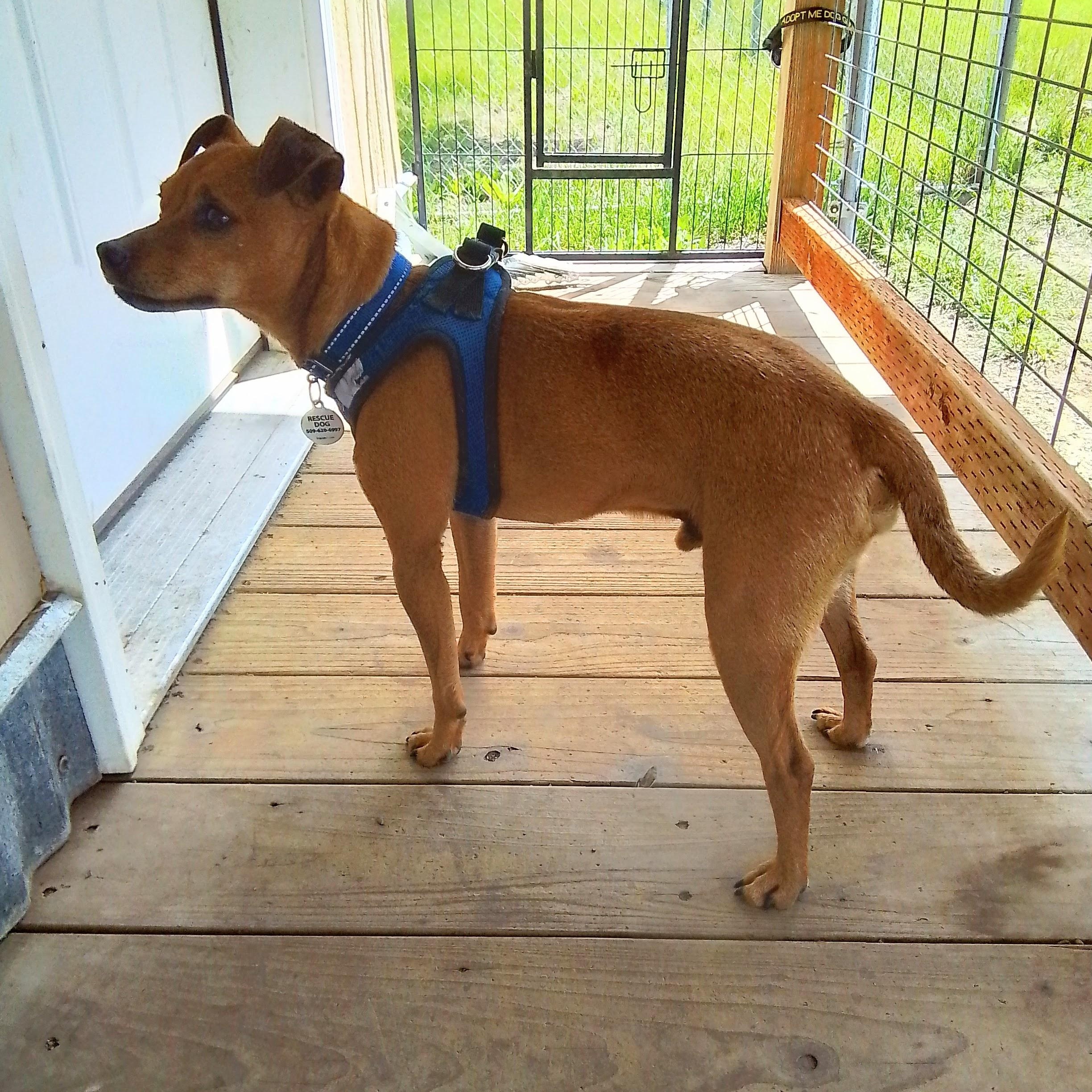 Levi, a Adoptable mixed breed in Spanaway, WA image 4/6