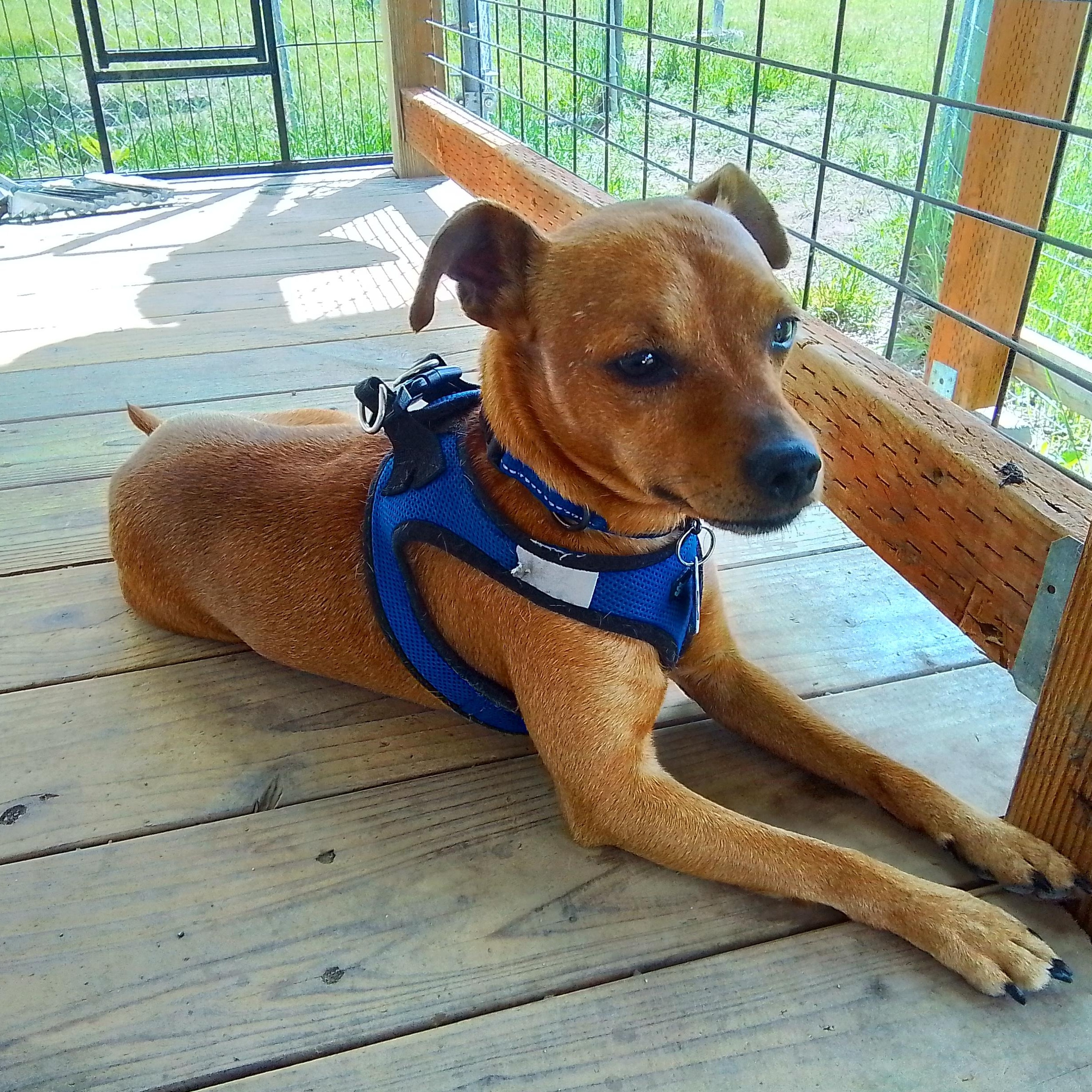 Levi, a Adoptable mixed breed in Spanaway, WA image 5/6