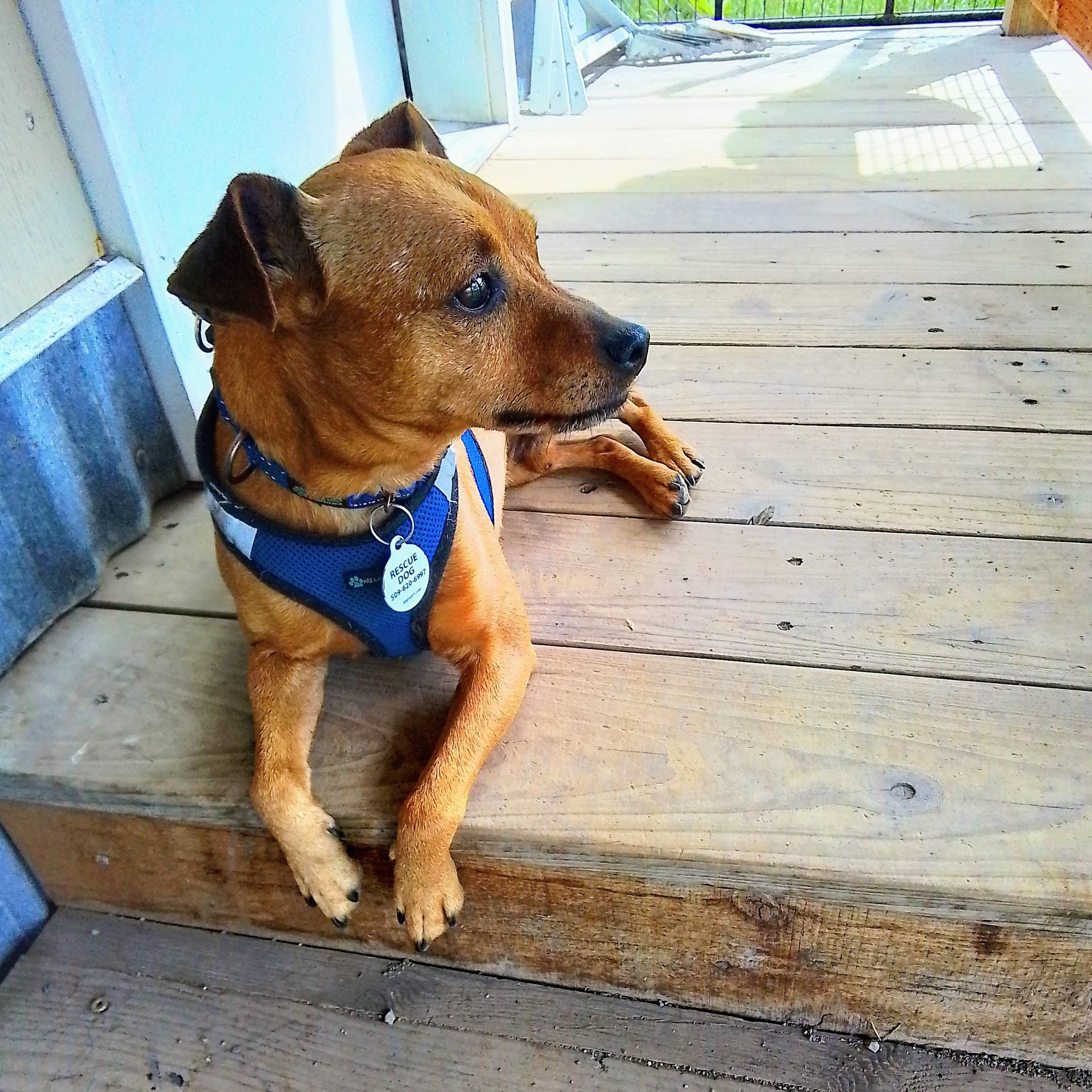 Levi, a Adoptable mixed breed in Spanaway, WA image 2/6