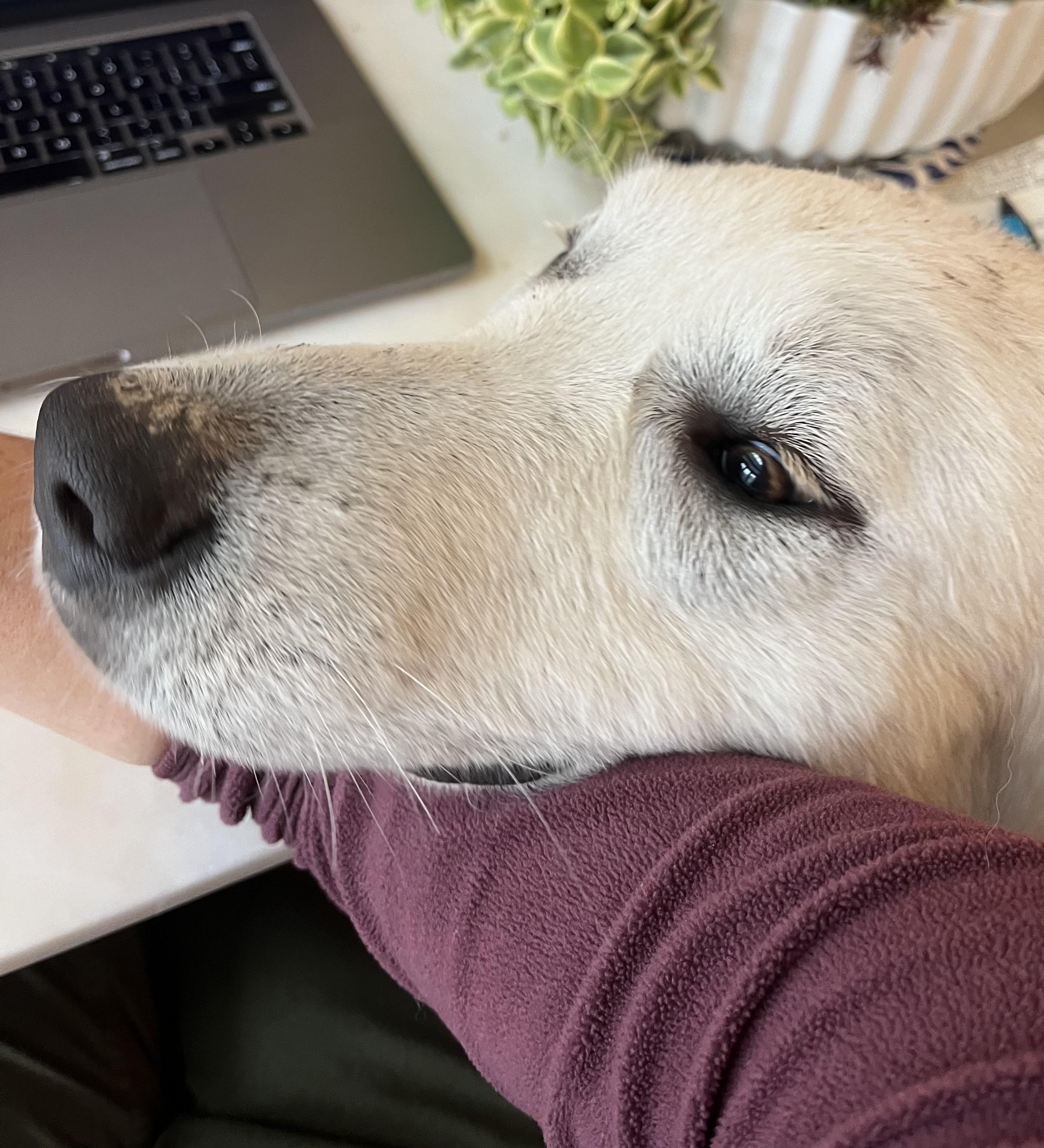 Star, an adoptable Great Pyrenees in Pocatello, ID, 83201 | Photo Image 4