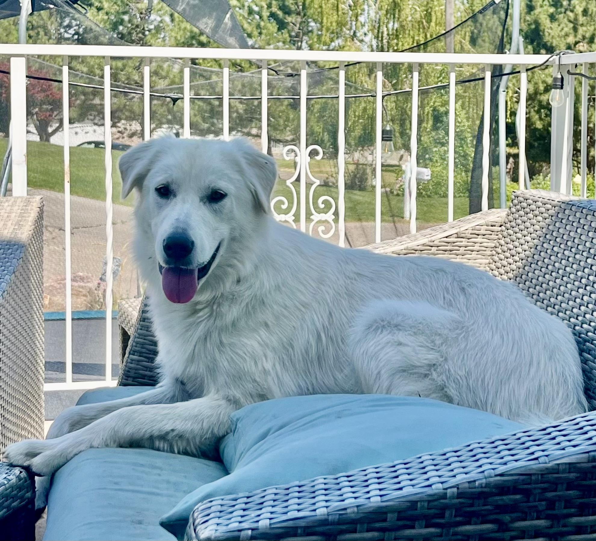 Star, an adoptable Great Pyrenees in Pocatello, ID, 83201 | Photo Image 3