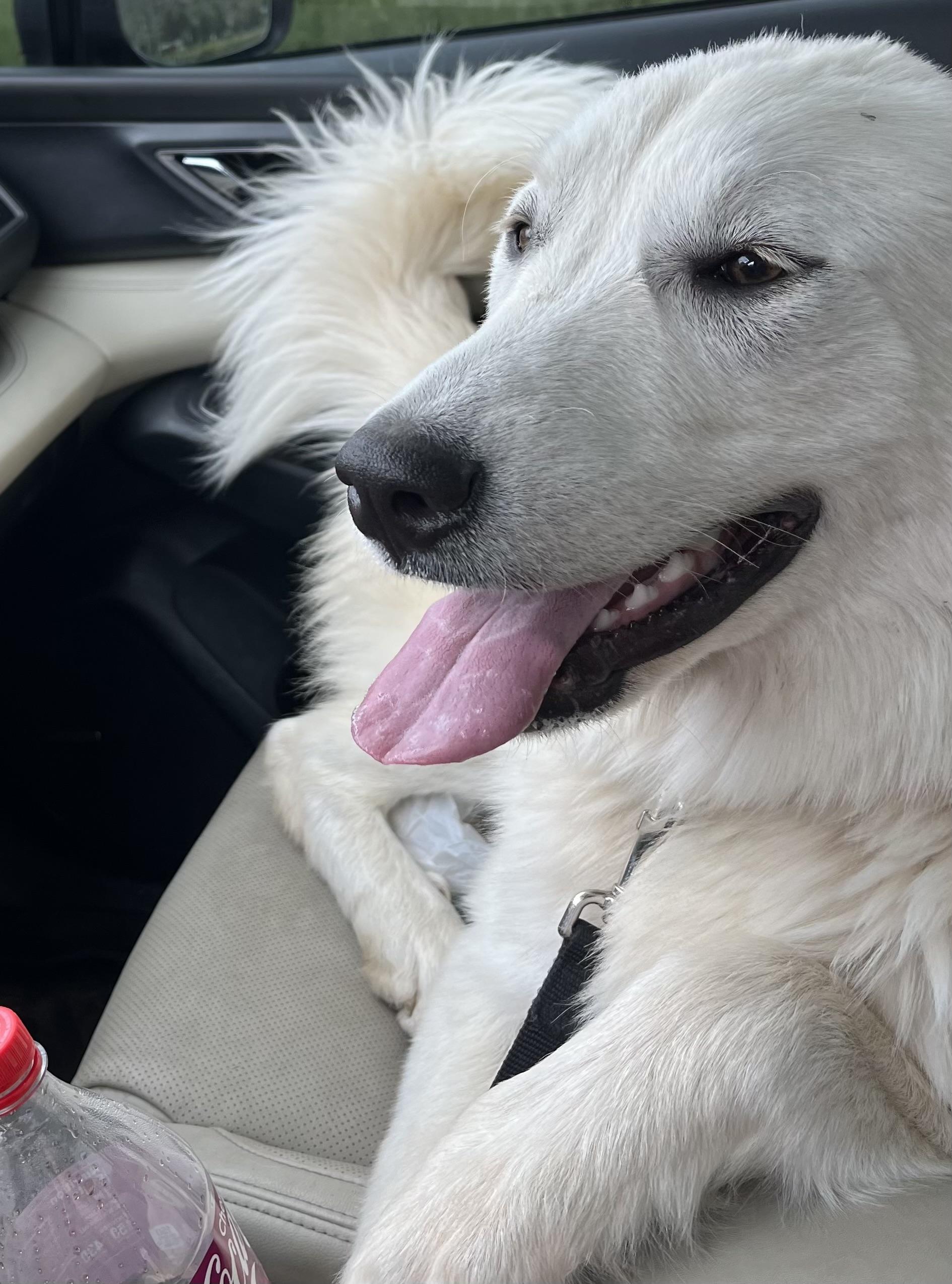 Star, an adoptable Great Pyrenees in Pocatello, ID, 83201 | Photo Image 2