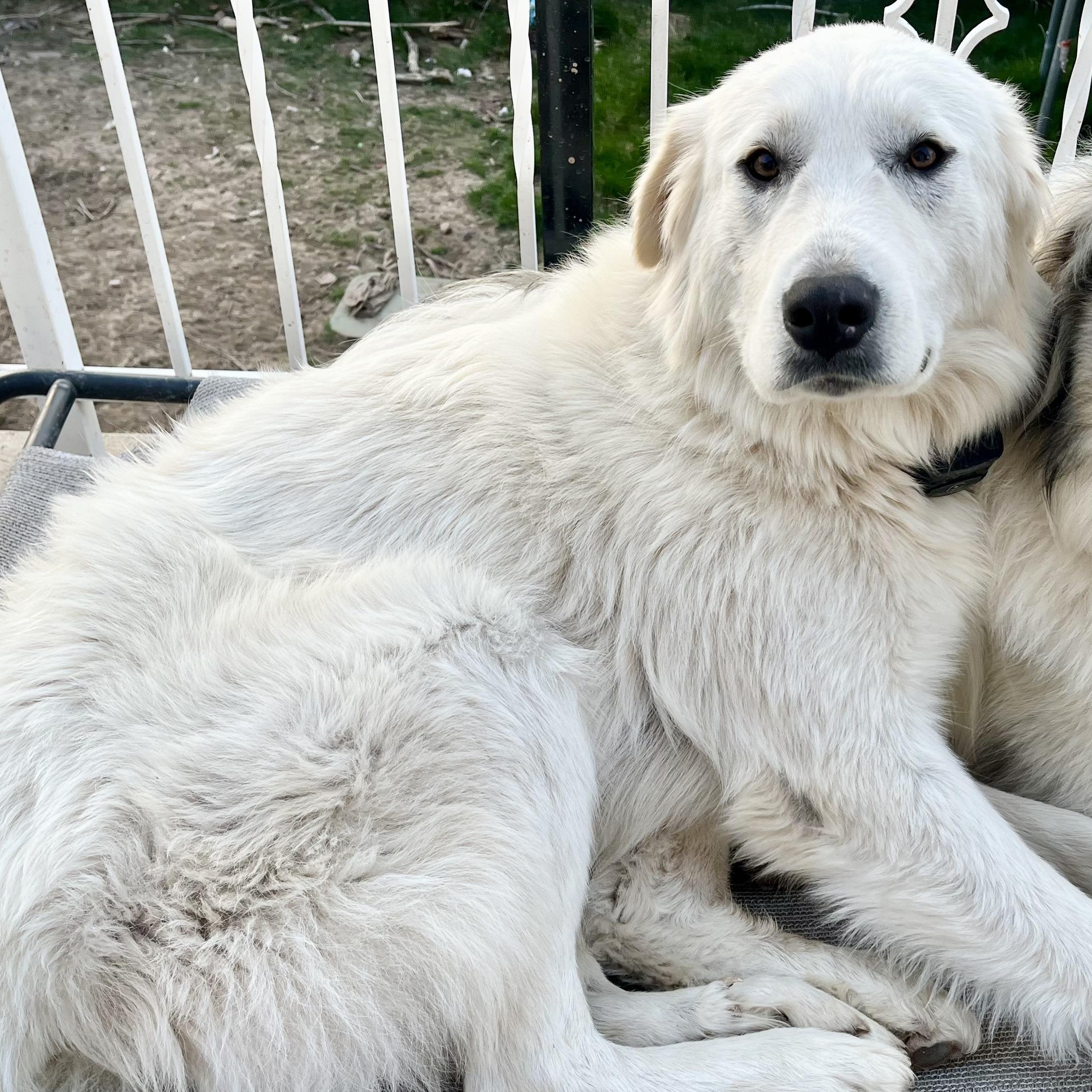 Star, an adoptable Great Pyrenees in Pocatello, ID, 83201 | Photo Image 1