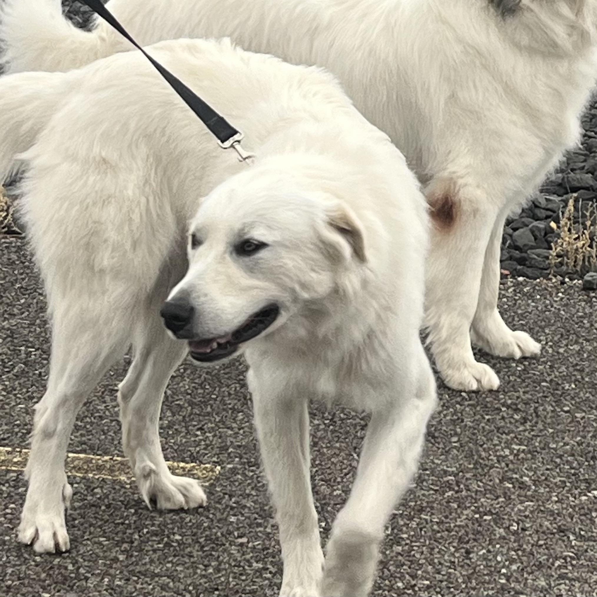 Star, an adoptable Great Pyrenees in Pocatello, ID, 83201 | Photo Image 5