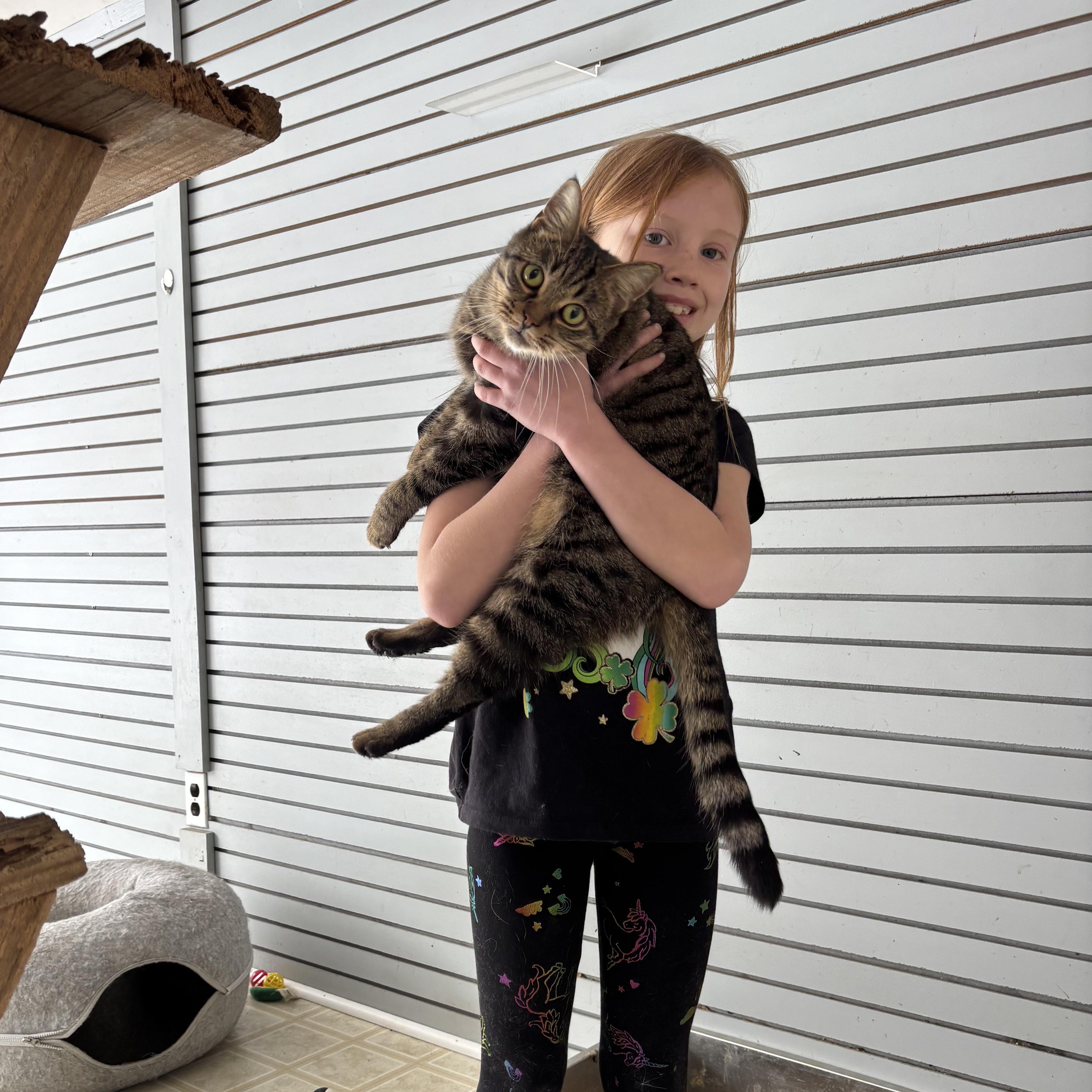 Enlarge Ace, a Adoptable Domestic Short Hair in Coldwater, MI image 1/5