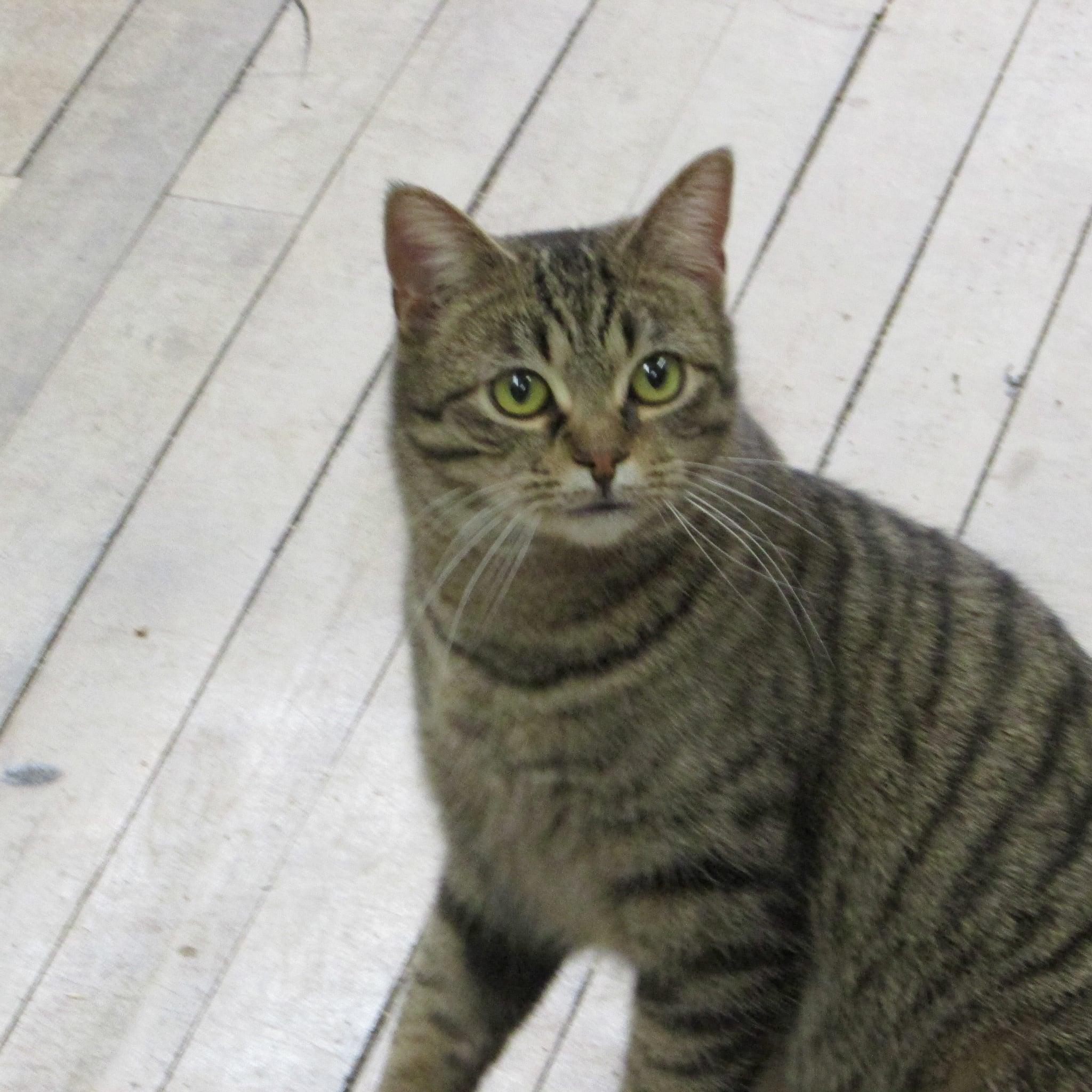 Enlarge Ace, a Adoptable Domestic Short Hair in Coldwater, MI image 2/5