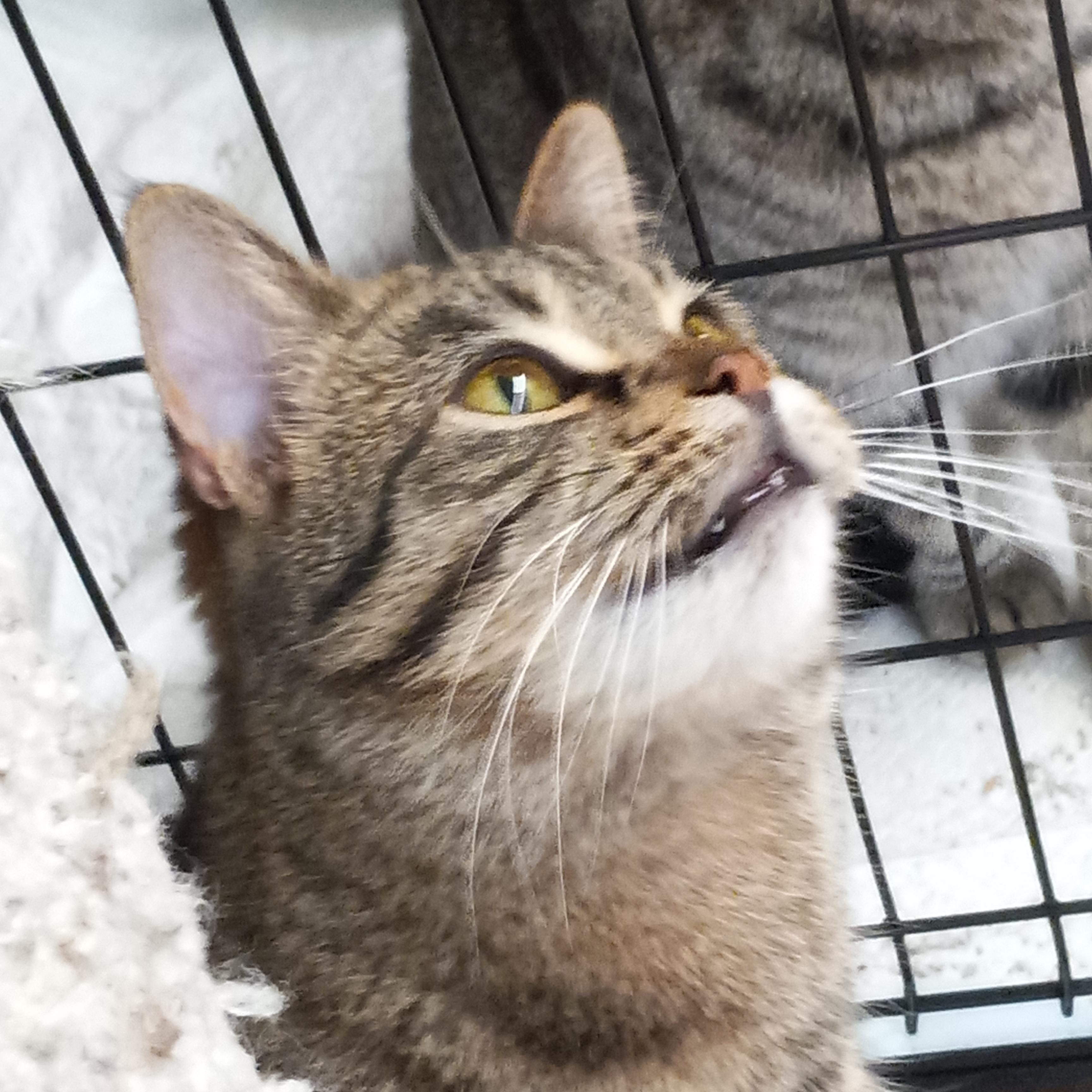 Enlarge Ace, a Adoptable Domestic Short Hair in Coldwater, MI image 3/5