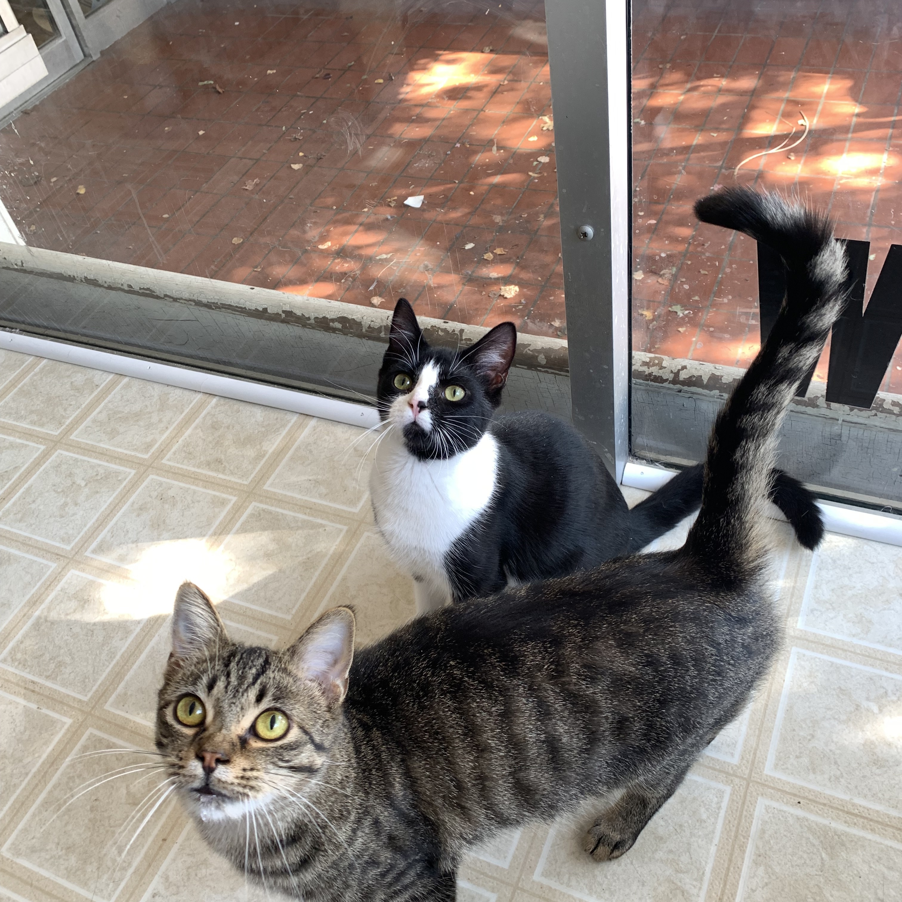 Enlarge Ace, a Adoptable Domestic Short Hair in Coldwater, MI image 5/5